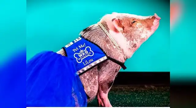 Chanchito alegra a pasajeros en aeropuerto de San Francisco