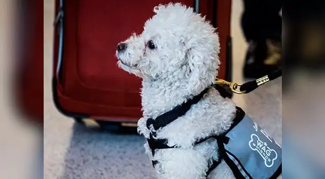 Terapia asistida por animales dio resultados en Estados Unidos