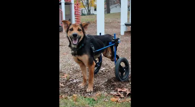 Se recuperó y camina con silla de ruedas Se recuperó y camina con silla de ruedas