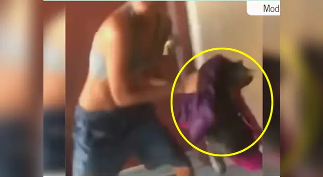 La gata fue lanzada sin piedad desde el tercer piso