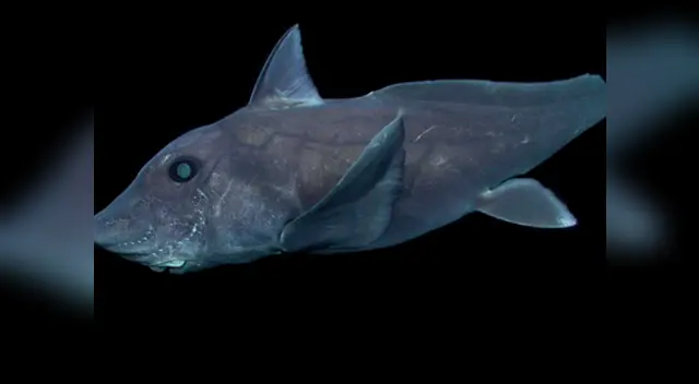El tiburón fantasma sorprendió a todos