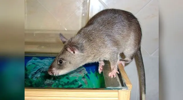 Un vecino encontró la macabra escena Un vecino encontró la macabra escena