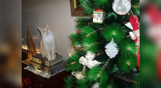 Deja lo más adornos más costosos en la parte de arriba del árbol