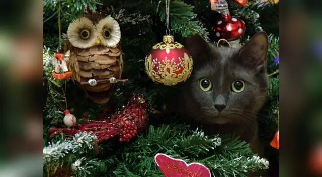 Los cachorritos son los más traviesos