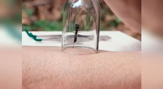 Hombre fue picado por una hormiga bala