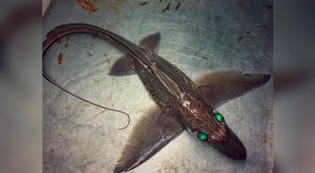 Las criaturas dejaron sin palabras a todos