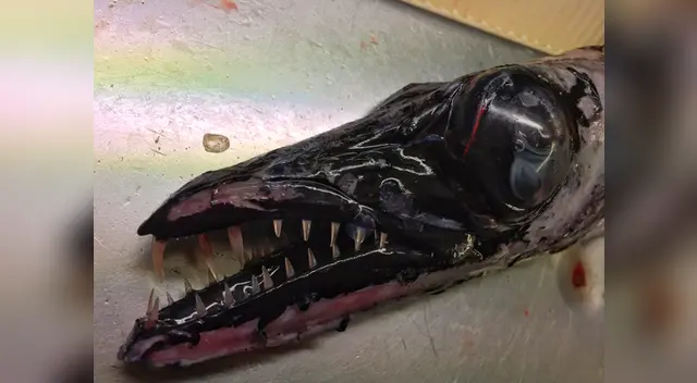 Las criaturas dejaron sin palabras a todos