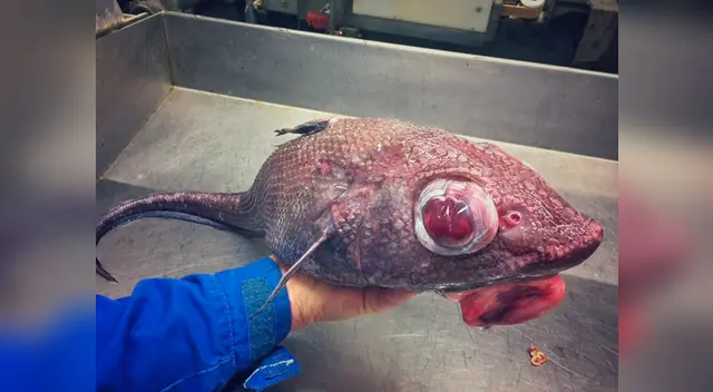 Las criaturas dejaron sin palabras a todos