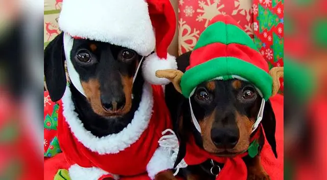 Ellos también merecen cenar rico como tu