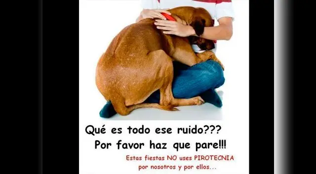 Estruendo de pirotécnicos afectan 100 veces más a las mascotas Estruendo de pirotécnicos afectan 100 veces más a las mascotas