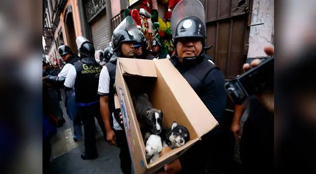 Las mascotas rescatadas serán ofrecidos en adopción