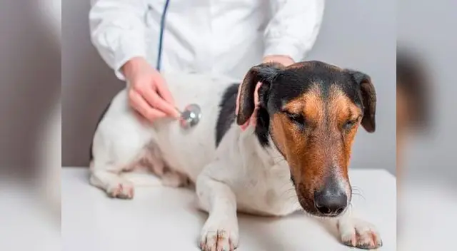 La mejor decisión que puedes tomar es esterilizar a tu perro La mejor decisión que puedes tomar es esterilizar a tu perro