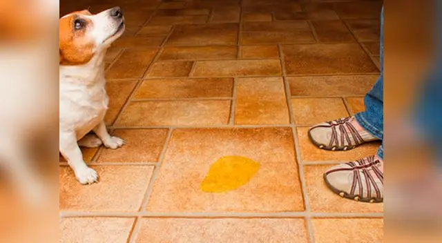 "Yo no podría soportar que hiciera pis o caca en mi casa"