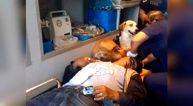 Canes subieron a ambulancia y estuvieron pendientes de su dueño