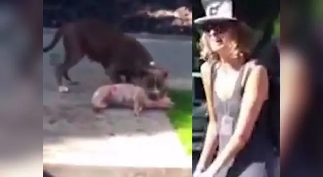 Perro pitbull atacó a pequeña mascota y la mató