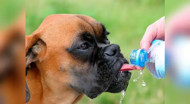 Las razas braquiocefálicas (bulldog, boxer, pekinés, pug y el shihtzu) tienen mayor predisposición al calor por su dificultad para respirar
