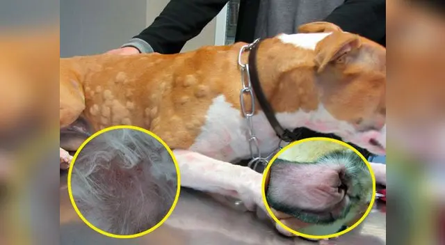 Conoce los síntomas y causas de las alergias en los perros