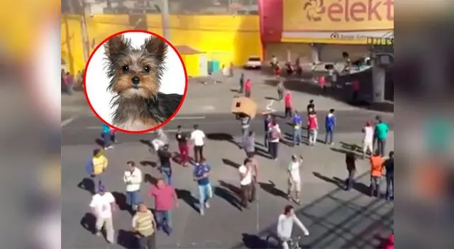 Perro se viraliza por robar comida durante saqueos en México