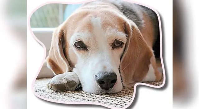 No todos los perros que se rascan tienen pulgas, en todo caso, puede tratarse de dermatitis No todos los perros que se rascan tienen pulgas, en todo caso, puede tratarse de dermatitis