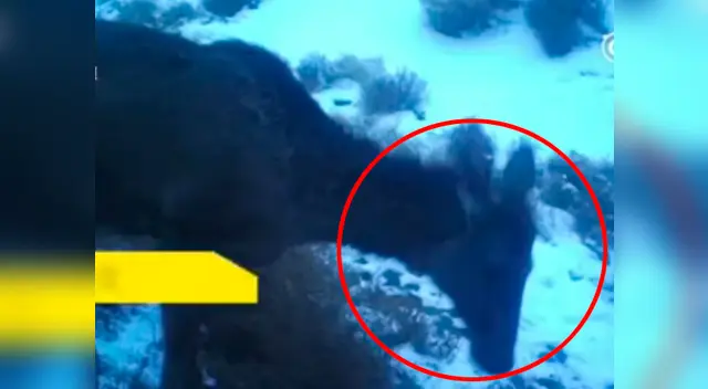 El animal fue registrado por primera vez El animal fue registrado por primera vez