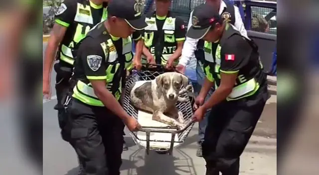 Rescate de can en Ate-Vitarte