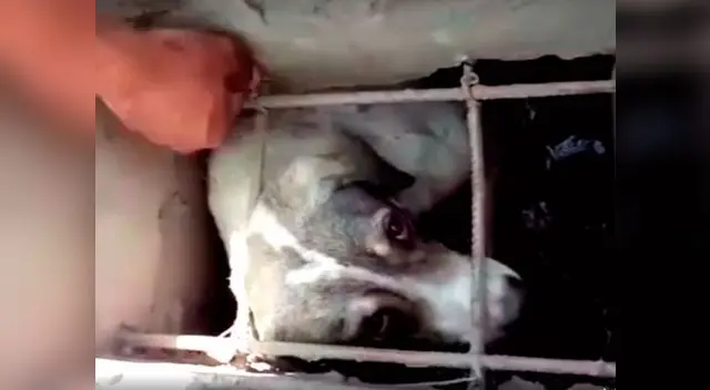 Rescate de can en Ate-Vitarte