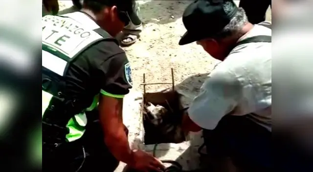 Rescate de can en Ate-Vitarte