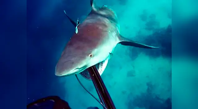 El animal terminó perdiendo la batalla contra el buzo