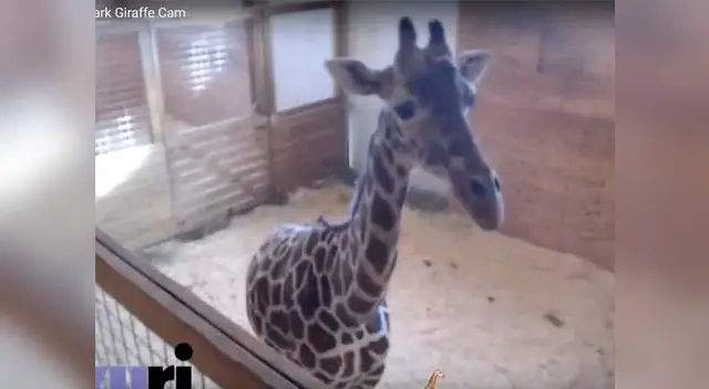 April tiene millones de seguidores en todo el mundo April tiene millones de seguidores en todo el mundo