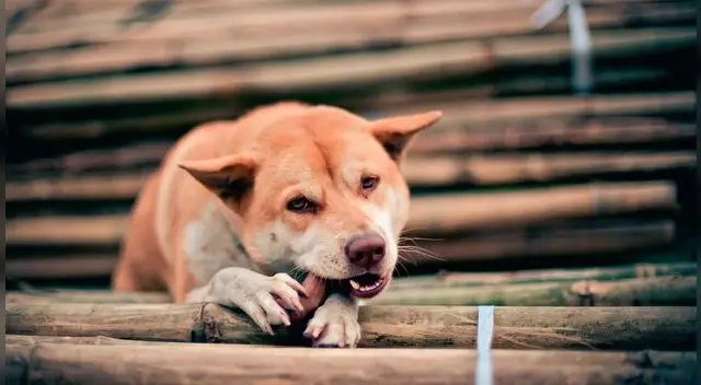 Cuidado con lo que les a tus perros 