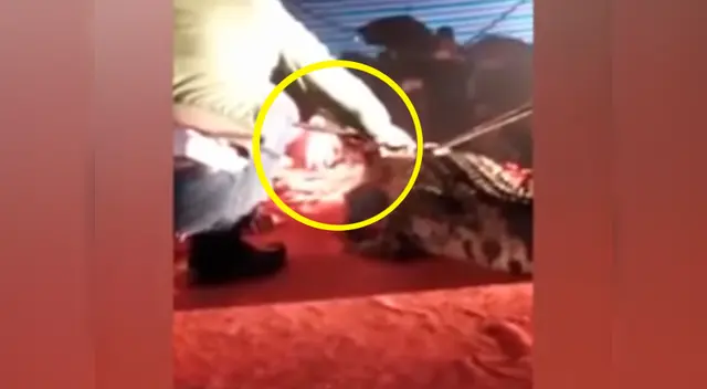 Cocodrilo intentó devorar a demorar durante un show circernse