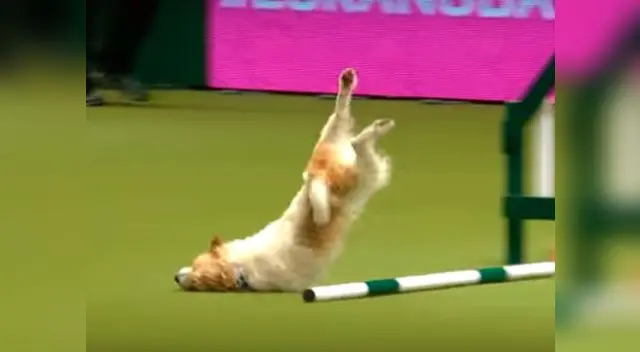 Perro es viral en Youtube por su poca destreza Perro es viral en Youtube por su poca destreza