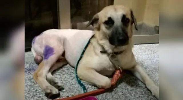 Perro terminó con graves quemaduras en la piel