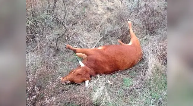 El ántrax puede ser contagiado a las personas. foto referencial