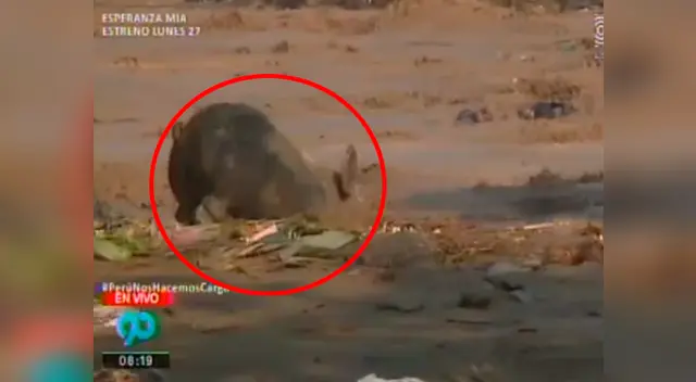 Latina logró captar el preciso instante en que el chanchito cayó al agua Latina logró captar el preciso instante en que el chanchito cayó al agua