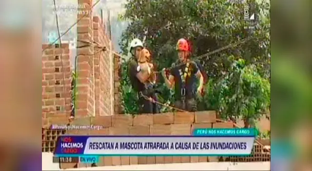 Perrito que quedó atrapado en azotea fue rescatado