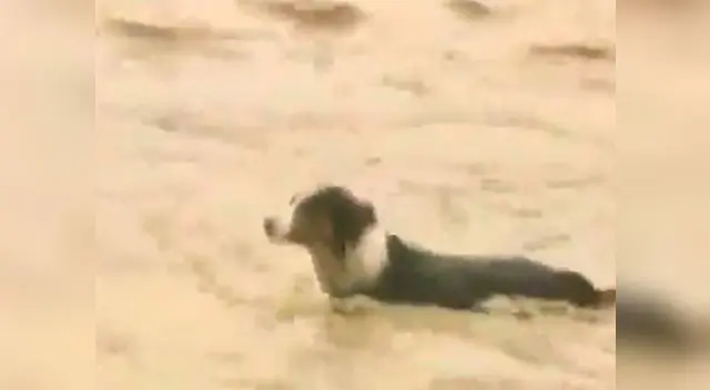 Valiente perrito nadó contra la corriente para salvar su vida