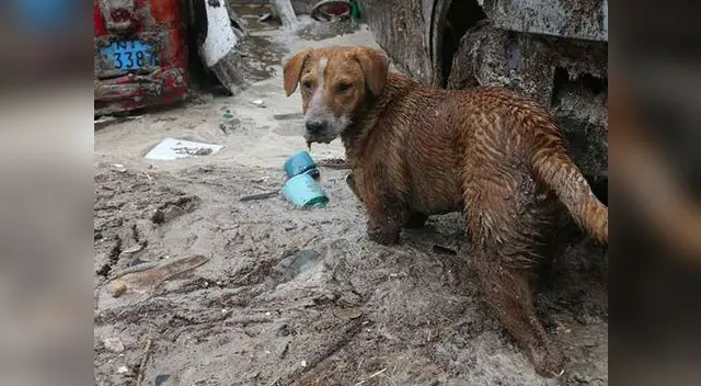 Construirán albergues para mascotas que se quedaron sin hogar por huaicos Construirán albergues para mascotas que se quedaron sin hogar por huaicos
