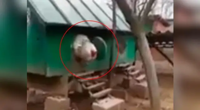 YouTube: Pensaban que era un indefenso pollito, pero la realidad era otra