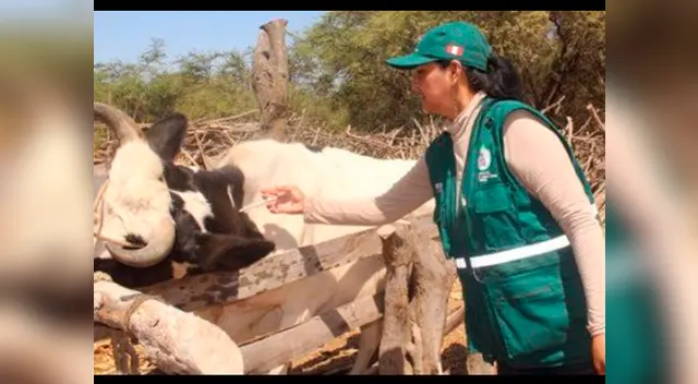 Reportan dos casos de ántrax en la región Piura