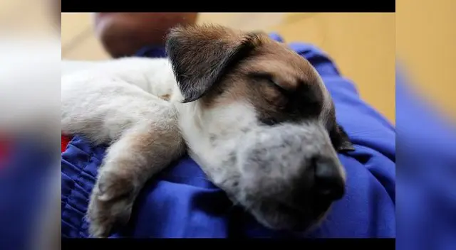 Rescatistas señalaron que unos 500 animales murieron y 100 han sido resctados en la zona de Huachipa