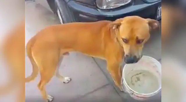 Perro sorprendió al llevar un balde con agua en su hocico