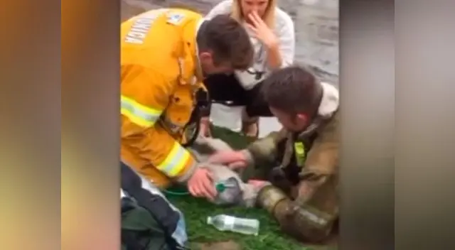 Bombero salva la vida de un perrito tras esta heroica acción