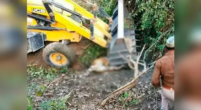 Tigre terminó siendo aplasto con excavadora que iba a rescatarlo