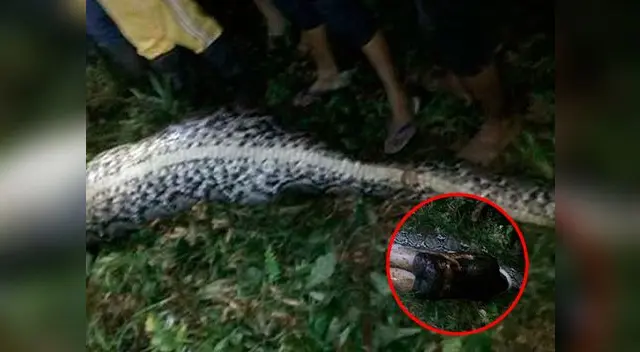 Aldeanos abren una pitón gigante y descubren en su interior a su amigo desaparecido Aldeanos abren una pitón gigante y descubren en su interior a su amigo desaparecido