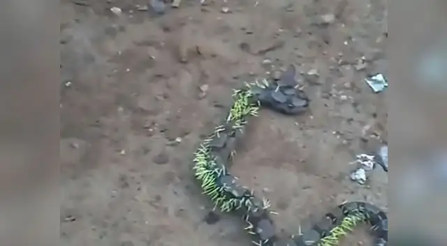 Serpiente intenta comerse un puercoespín y le pasa lo peor