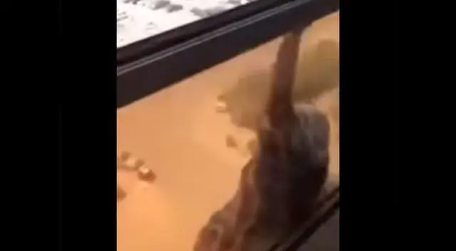 Mujer prefiere grabar la caída mortal de su empleada antes que ayudarla Mujer prefiere grabar la caída mortal de su empleada antes que ayudarla