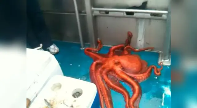 Gigante pulpo escapa por diminuto agujero para salvar su vida Gigante pulpo escapa por diminuto agujero para salvar su vida