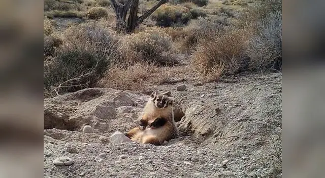 El animal sorprendió al enterrar a ternero mucho más pesado que él El animal sorprendió al enterrar a ternero mucho más pesado que él