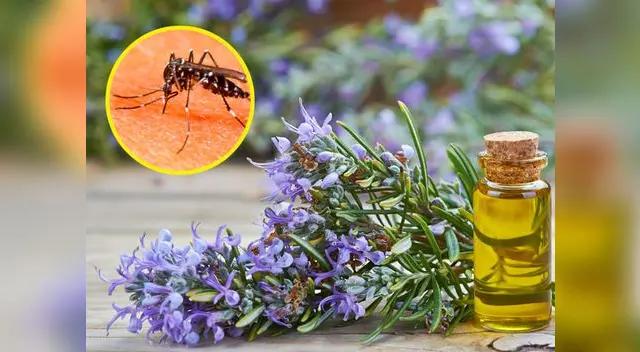 Prepara este repelente a base de lavanda y ya no te picarán los zancudos Prepara este repelente a base de lavanda y ya no te picarán los zancudos